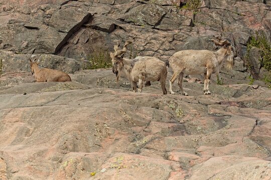 Three male Markhors (Capra falconeri heptneri), is a type of screw-horned goat native to the mountainous regions of Central and western South Asia, Korkeasaari Zoo, Helsinki, Finland, Europe.