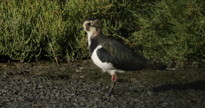 One northern lapwing ((Vanellus vanellus)  the Camargue, Southern France.