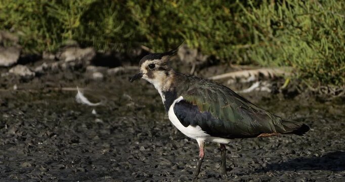 One northern lapwing ((Vanellus vanellus)  the Camargue, Southern France.