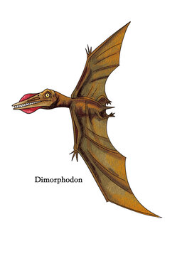 A flying Dimorphodon from the age of dinosaurs.