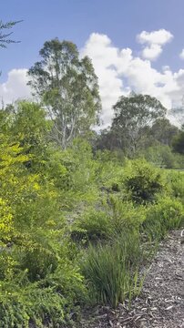 Beautiful, lush yellow wattle (acacia) flowers swaying in the wind, along the walking footpath at Frogs Hollow Park, Maribyrnong River, Melbourne, Victoria, Australia