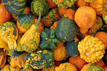 Obraz premium Top view of different types of ornamental gourds