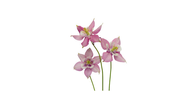 Fresh pink orchid flowers isolated on transparent background