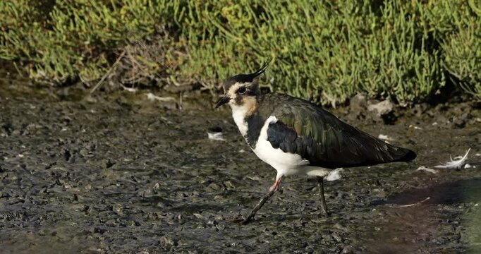 One northern lapwing ((Vanellus vanellus) looking for food in the mudflats, the Camargue, Southern France.