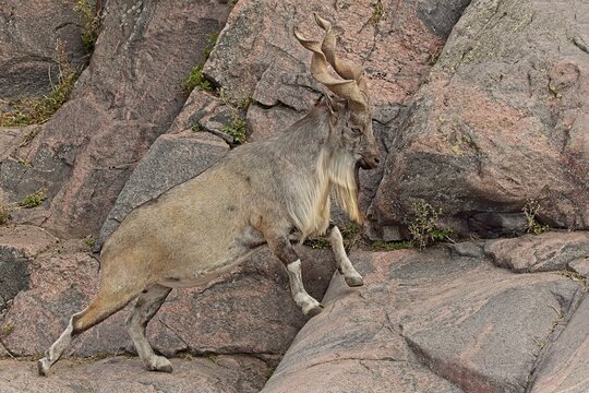 Male Markhor (Capra falconeri heptneri), is a type of screw-horned goat native to the mountainous regions of Central and western South Asia, Korkeasaari Zoo, Helsinki, Finland, Europe.