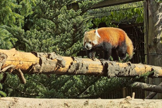 Red panda (Ailurus fulgens), a mammal native to the eastern Himalayas, Korkeasaari Zoo, Helsinki, Finland, Europe.