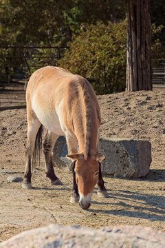 Przewalski's horse (Equus ferus przewalskii), also widely known as the Mongolian wild horse or takhi, Korkeasaari Zoo, Helsinki, Finland, Europe.