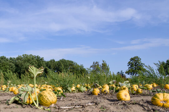Agricultural field full of ripe yellow and green pumpkins growing on dry soil under a blue summer sky