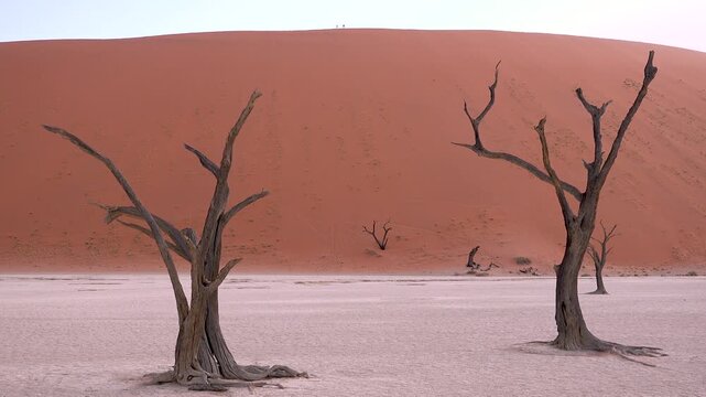 Stunning dead trees in deadvlei desert valley with giant sand dunes in background in namib naukluft park namibia.