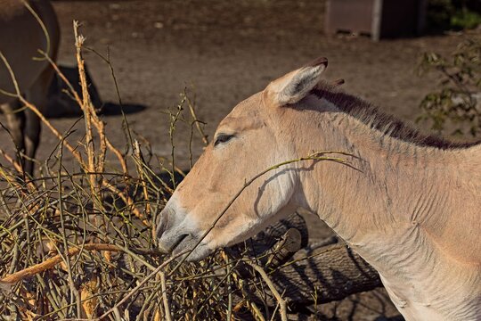 Przewalski's horse (Equus ferus przewalskii) eating, Korkeasaari Zoo, Helsinki, Finland, Europe.