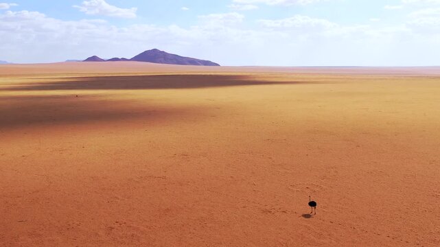 Aerial view of lone ostrich walking across vast namibian desert plains with distant mountains and blue sky.