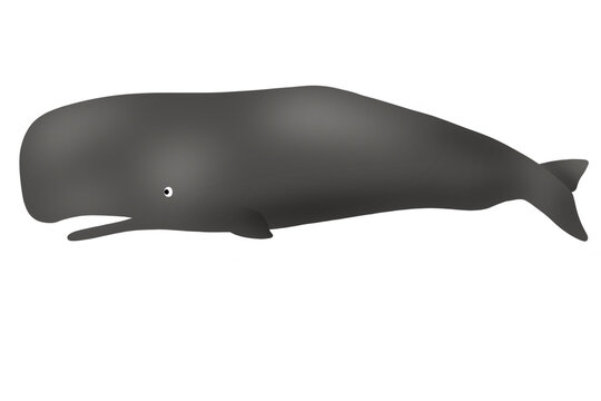 sperm whale