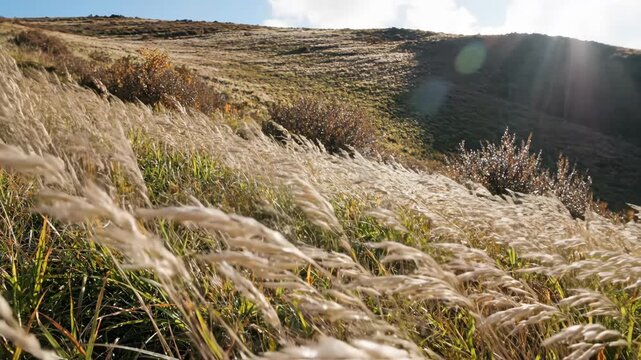 Silvery grass heads sweep across a rolling upland slope under strong afternoon gusts, glowing against patchy autumn shrubs and a sunlit ridge beneath a bright clouded sky, open countryside scene