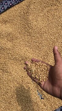 Golden wheat grains in farmer hand, organic cereal seeds harvest, raw agricultural wheat kernels for food production and farming industry