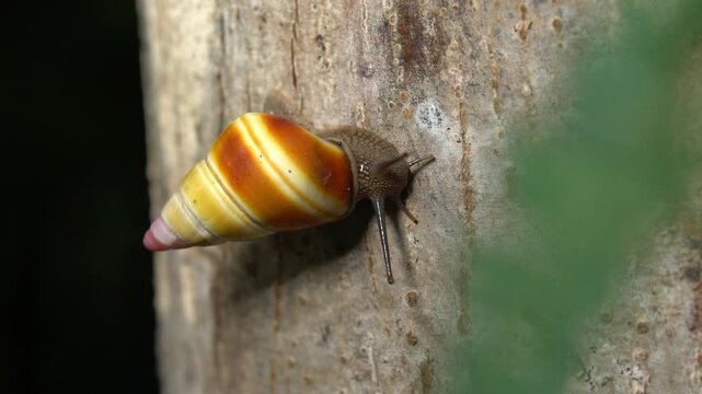 A vibrant land snail with a striking yellow, orange, and white striped shell moves slowly up tree bark, captured in detailed close-up with soft natural light.
