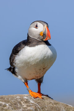 Atlantic puffin (Fratercula arctica) on the cliffs of Lunga in the Treshnish Isles in Scotland.