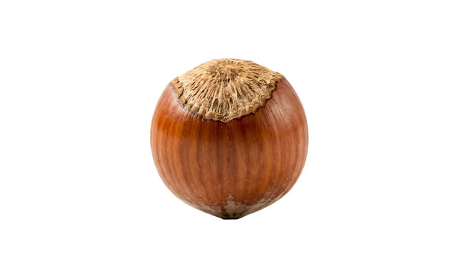 Single organic brown hazelnut showcasing textured shell details captured with sharp macro photography focus in high resolution on transparent background