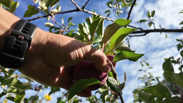 pick an apple from the tree