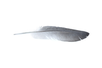 Grey feather isolated on white background, Beautiful feather © voranat