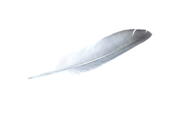 Grey feather isolated on white background, Beautiful feather © voranat