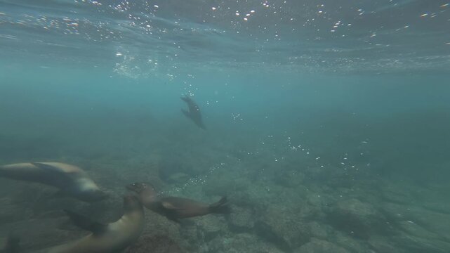 Underwater Adventure - Scuba Diving with Sharks. <h2 style="text-align: center;">Beneath the Ocean's Surface: An Underwater Snorkeling Experience With Whale Sharks in