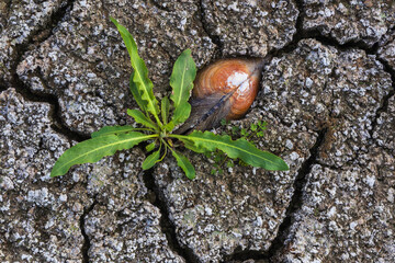 Dead swan mussel buried in cracked dry mud next to a new green plant sprout, climate change impact in Czech Republic © Space Creator