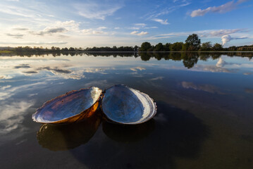Open freshwater mussel shell on a calm pond shore reflecting a blue sky with clouds at sunset in Czech Republic © Space Creator