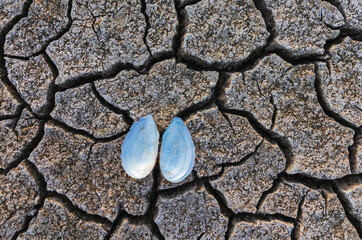 Top view of an open freshwater mussel shell on a cracked dry pond bed, drought and climate change impact in Czech Republic © Space Creator