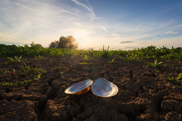 Open freshwater mussel shell on a cracked dry pond bed during sunset, climate change and drought impact in Czech Republic © Space Creator