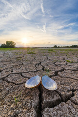 Open freshwater mussel shell on a cracked dry pond bed during sunset, climate change and drought impact in Czech Republic © Space Creator