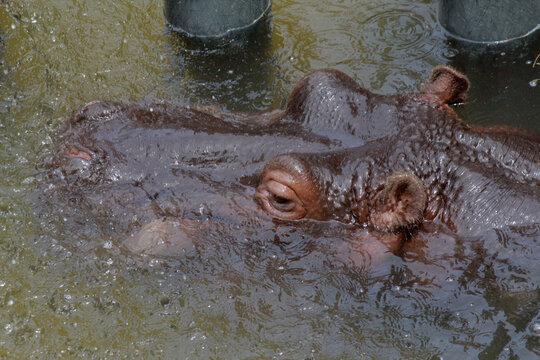 ゆったりと過ごす平川動物公園のダイナミックなカバ