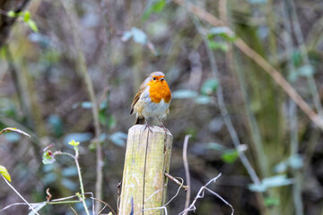 Obraz premium Adult European robin on a weathered fence post