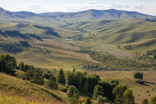 Expansive rolling hills and a sunlit valley meadow with scattered trees and pastureland, evoking peaceful rural life, summer openness and natural serenity across a broad green landscape of Altai