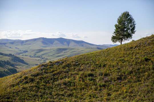 Landscape photography of Altai mountains taken on a sunny summer day, Siberian pine tree grows on the mountain slope