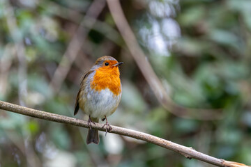 Obraz premium Adult European robin perched on a branch