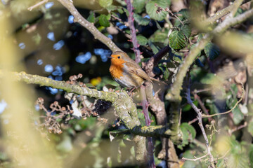 Obraz premium Adult European robin on a lichen-covered branch