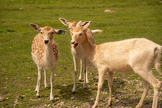 close-up portrait of two gentle tan donkeys standing shoulder to shoulder in a sunlit woodland pasture, showing long ears, soft muzzles, blue collars, and a richly blurred green background, whiskers