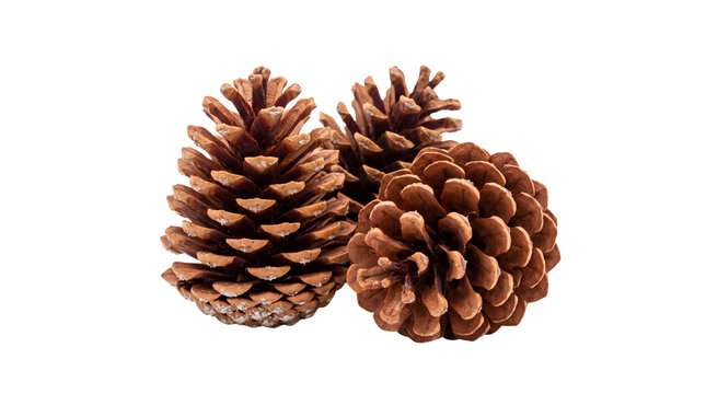 Natural brown pine cones, rustic forest cedar fruit for winter decor, organic pinecone group for seasonal crafts and holiday arrangements isolated PNG with Transparent Background