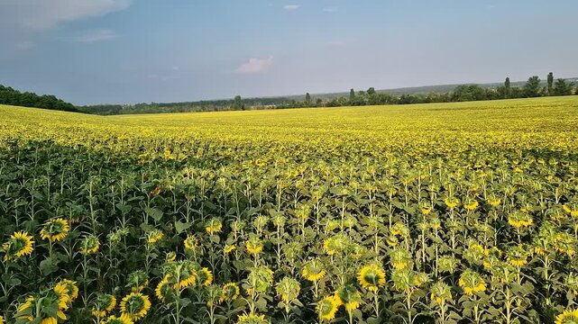 Huge field of blooming sunflowers under blue sky, agriculture, nature, travel and fertility concept. Endless field of sunflowers, basis for production of natural sunflower oil, crop for oil production