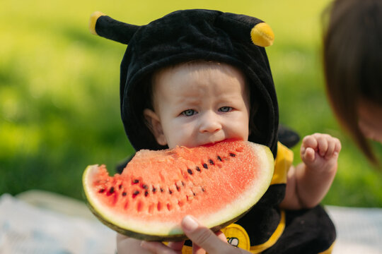 Close up of baby in bee costume biting fresh red watermelon slice held by parent hands outdoors in summer park picnic.