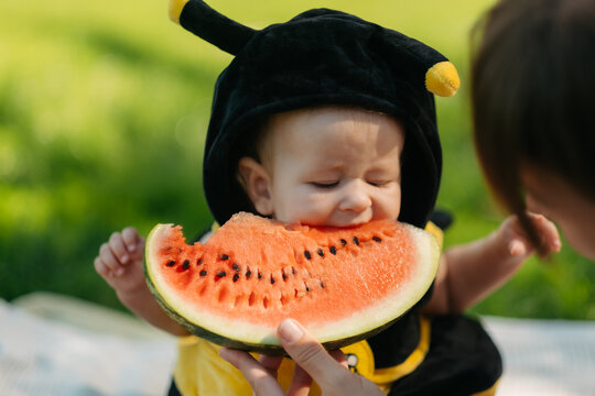 Close up of baby in bee costume biting fresh red watermelon slice held by parent hands outdoors in summer park picnic.