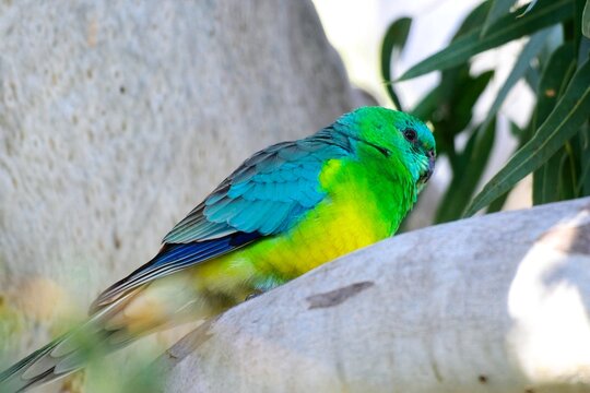 Red rumped grass parrot (Psephotus haematonotus), with bright male plumage perched on river redgum branch, Woodlands Historic Park, Victoria Australia