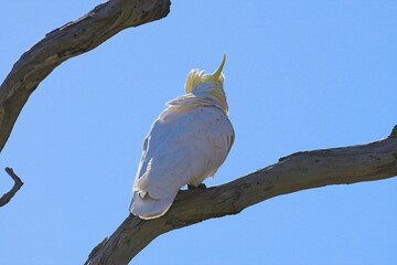 Sulphur crested cockatoo on a branch, Woodlands Historic Park, Victoria Australia © James
