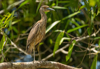 juveniler Krabbenreiher (Nyctanassa violacea, Syn.: Nycticorax violaceus)