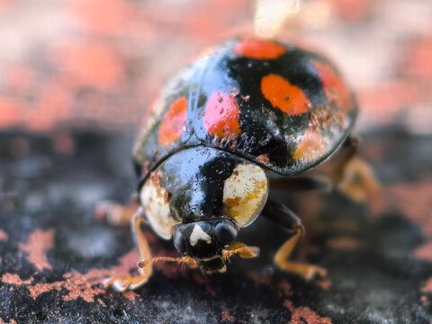 Macro close up of a spotted ladybug on a rough surface with spotted insect