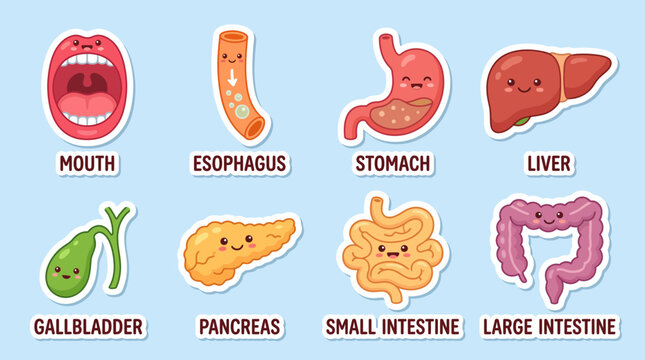 Colorful vector illustration showing various cute cartoon digestive system organs with happy faces for educational purposes on blue background design