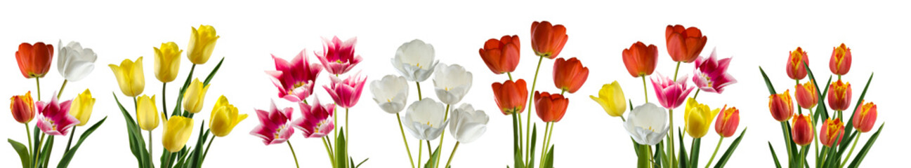 Obraz premium Colorful display of tulips in various shades arranged in a line isolated on transparent background, PNG file