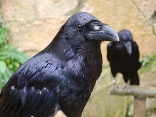 Fototapeta premium Close-up portrait of a wild black raven with dark feathers black bird wildlife