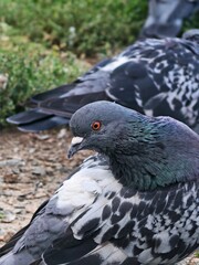 Fototapeta premium A close up view of a pigeon with grey and white feathers feral pigeon wildlife
