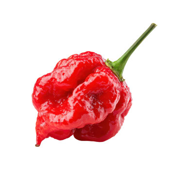 Vibrant red hot chili pepper, wrinkled spicy pod with green stem. Fresh habanero-style pepper for cooking ingredients isolated PNG with Transparent Background